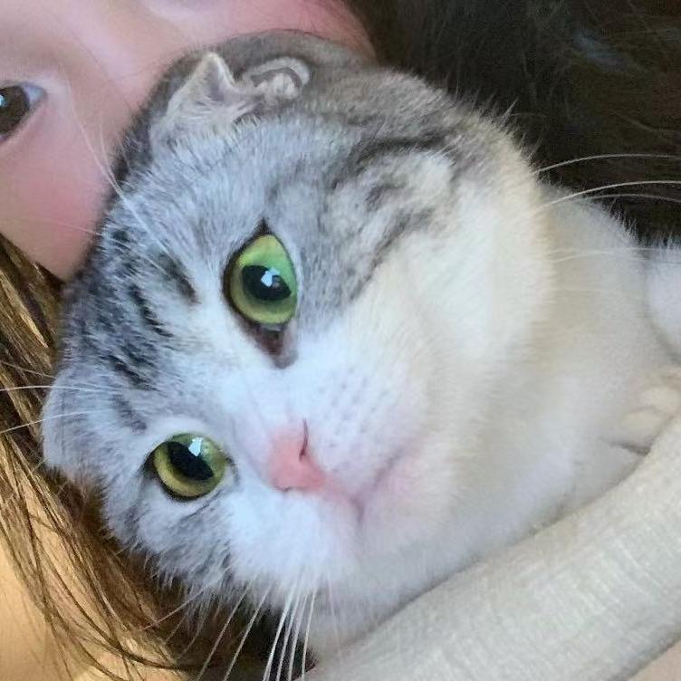 爱吃婉鱼