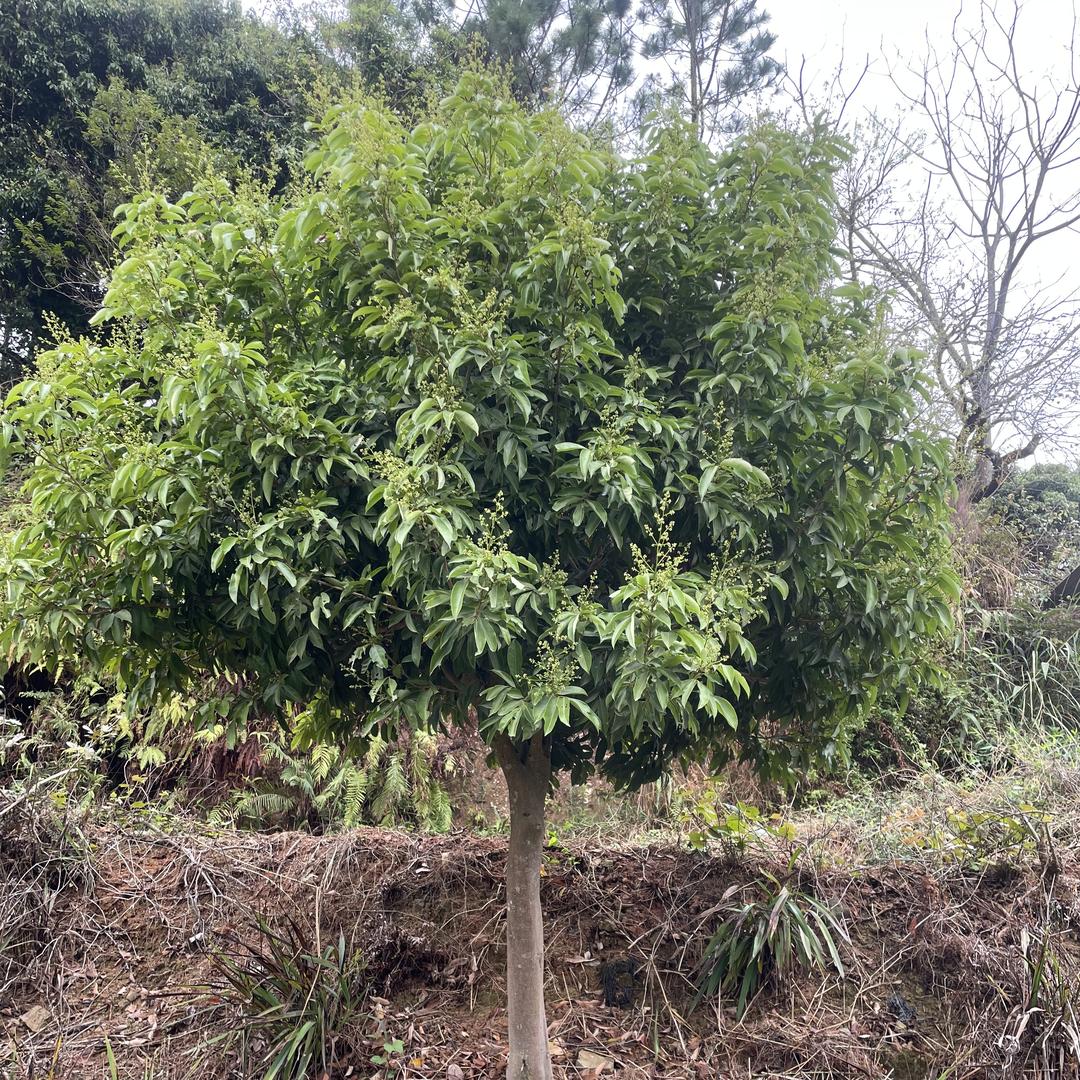 喜言天叶美果树苗木专卖店