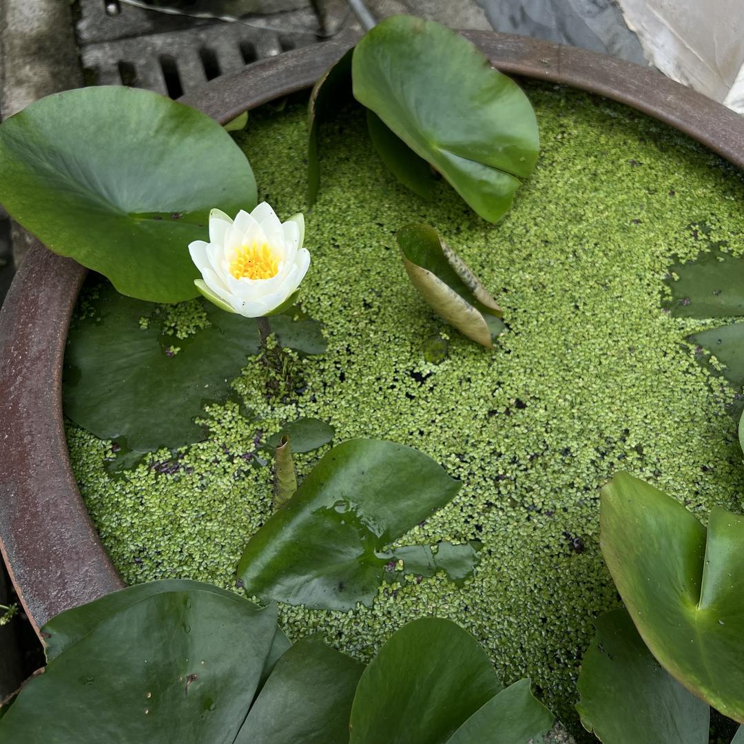 善菩堂