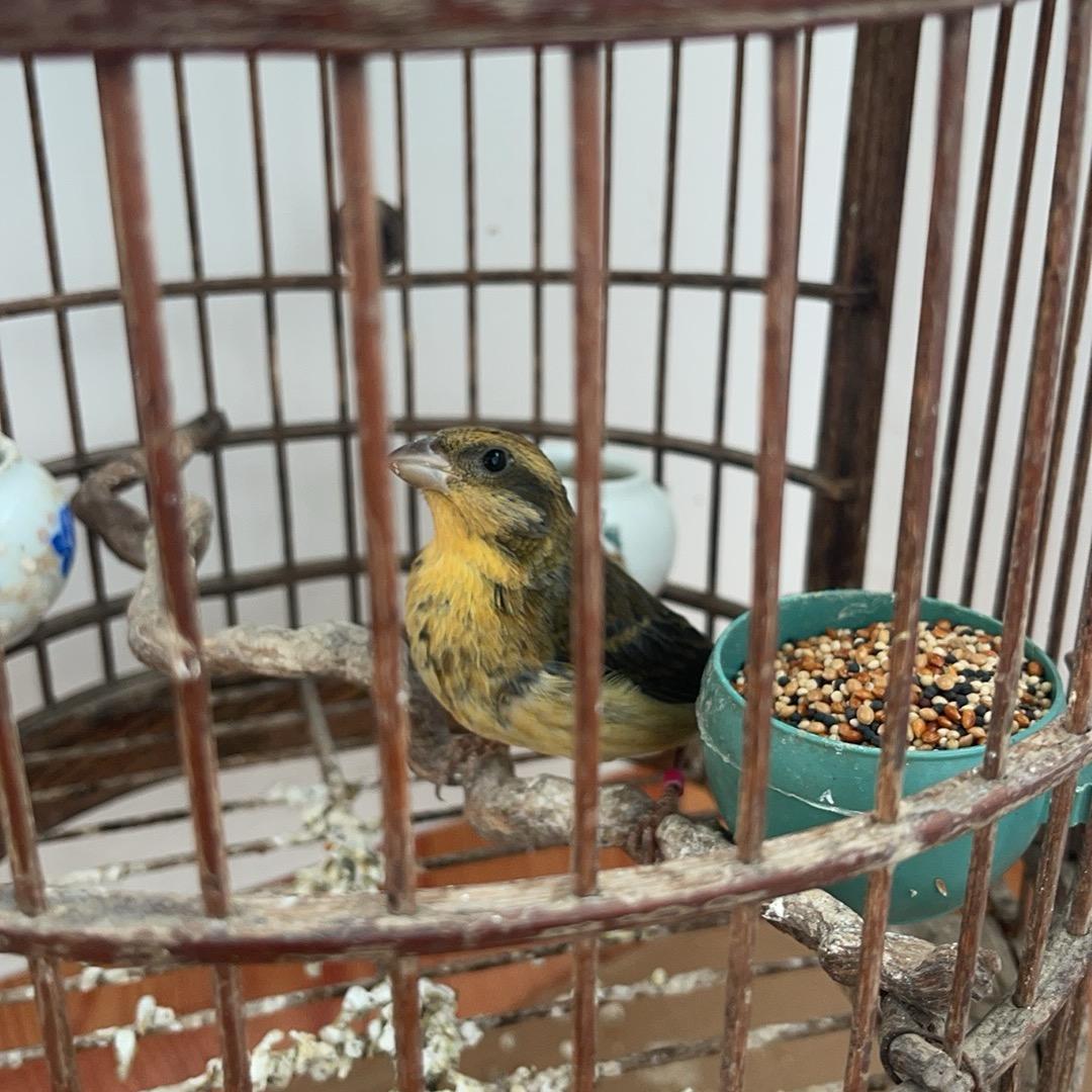 麻料爱好者、苏哥