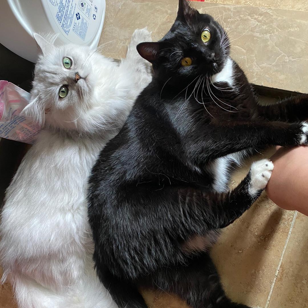 🐱小🐱白🐱招🐱财🐱