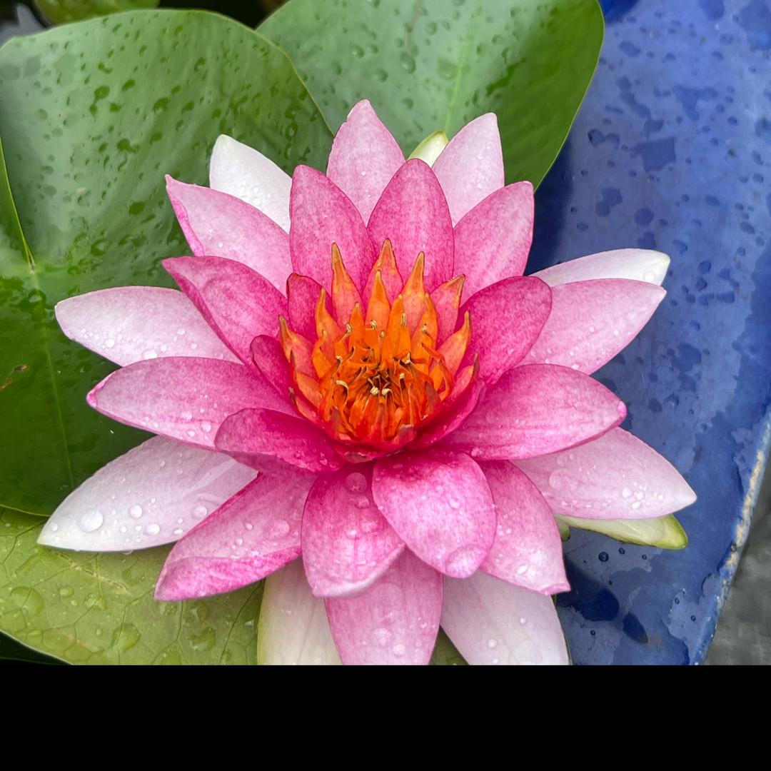 随缘