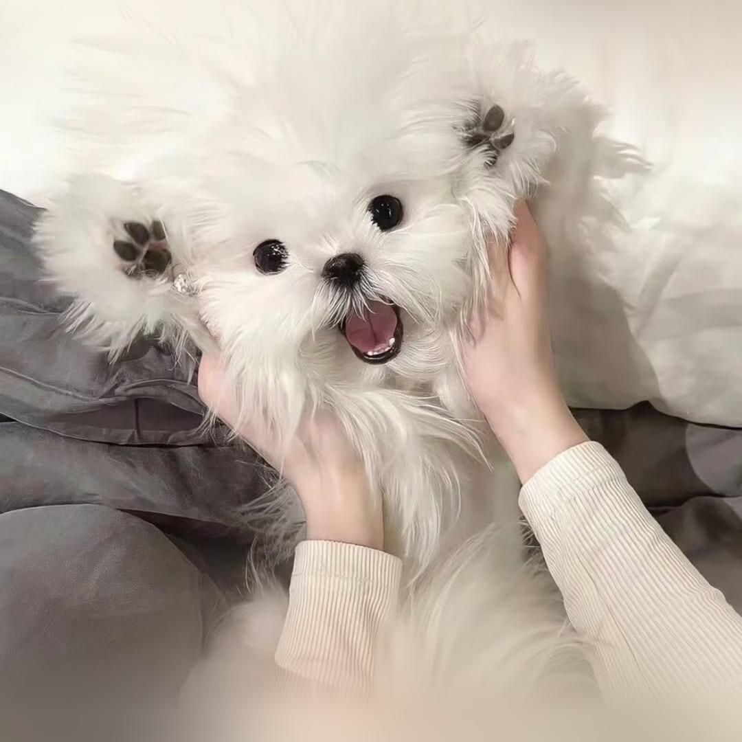 送你一朵小红🌹