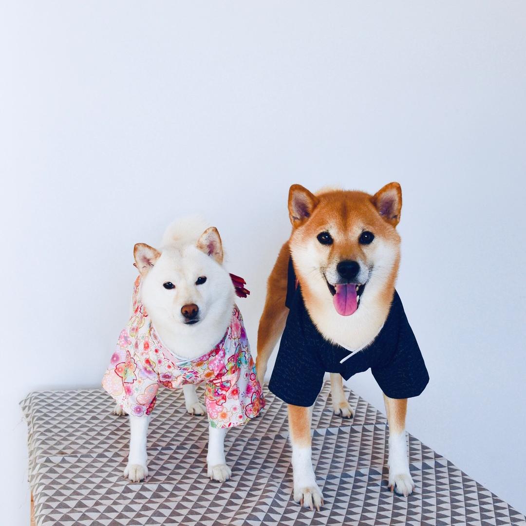 李sang&Q酱