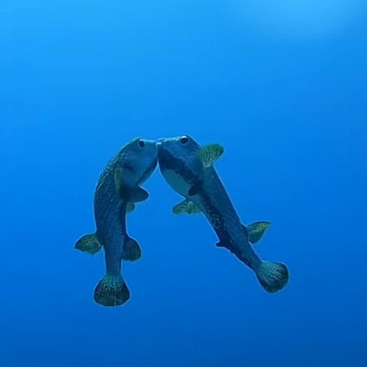 梦中百合