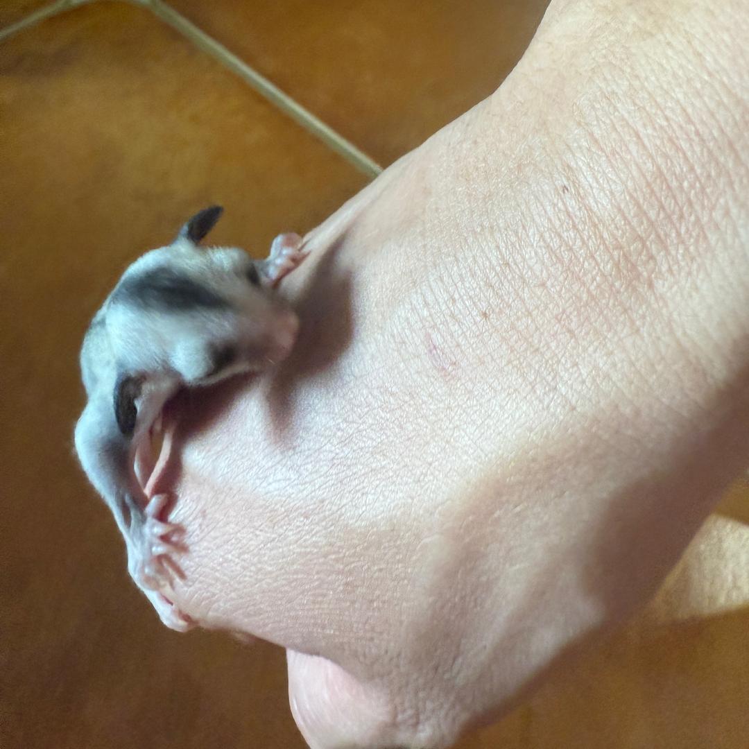 彤