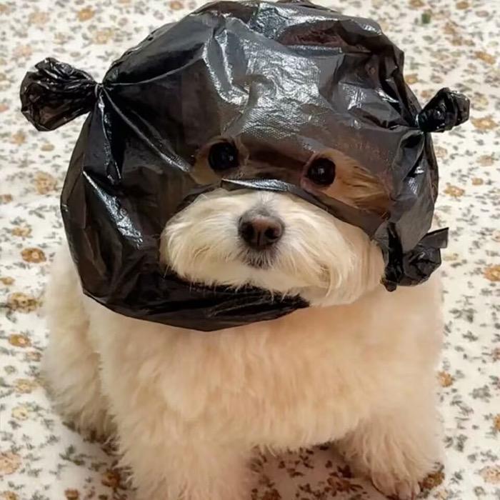 杜子腾.