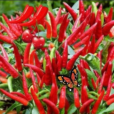 000111🌶️🌶️🍒