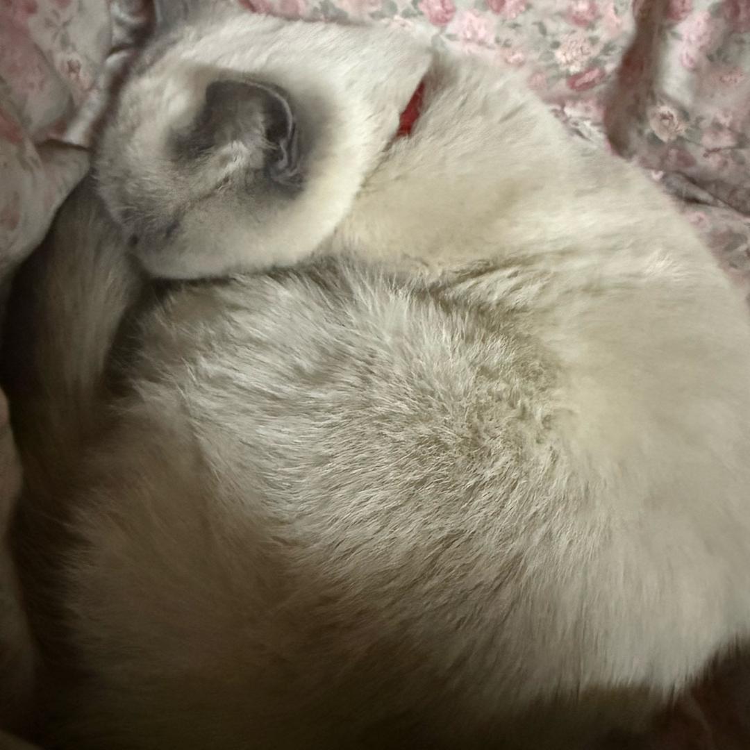 ℒℴѵℯ唯一꧔ꦿ