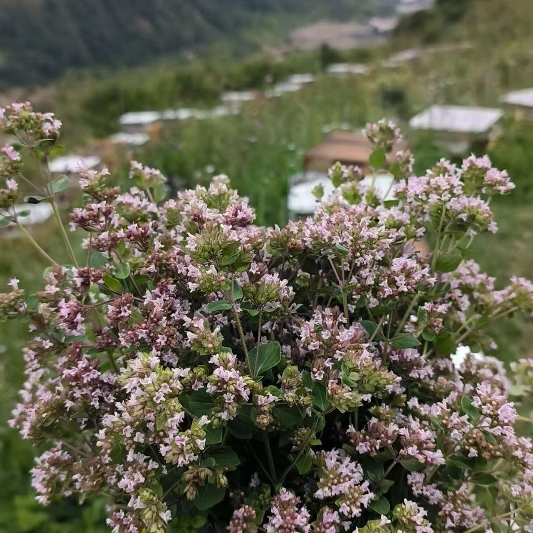 山货人家小姑娘