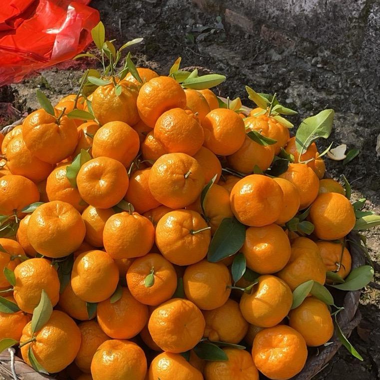 橙心如意