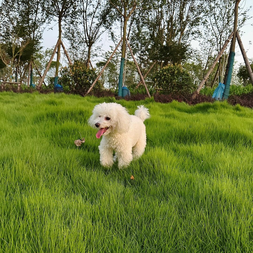ROSE安