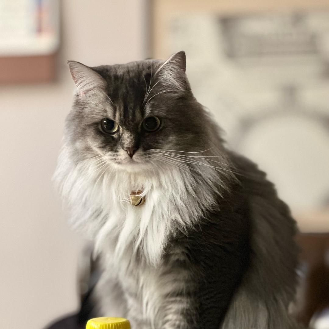 我的猫是水瓶座