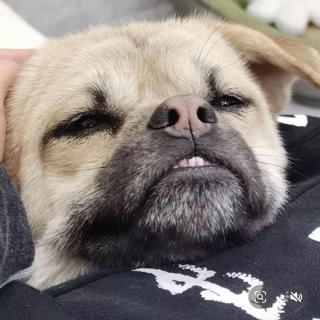 狗小花