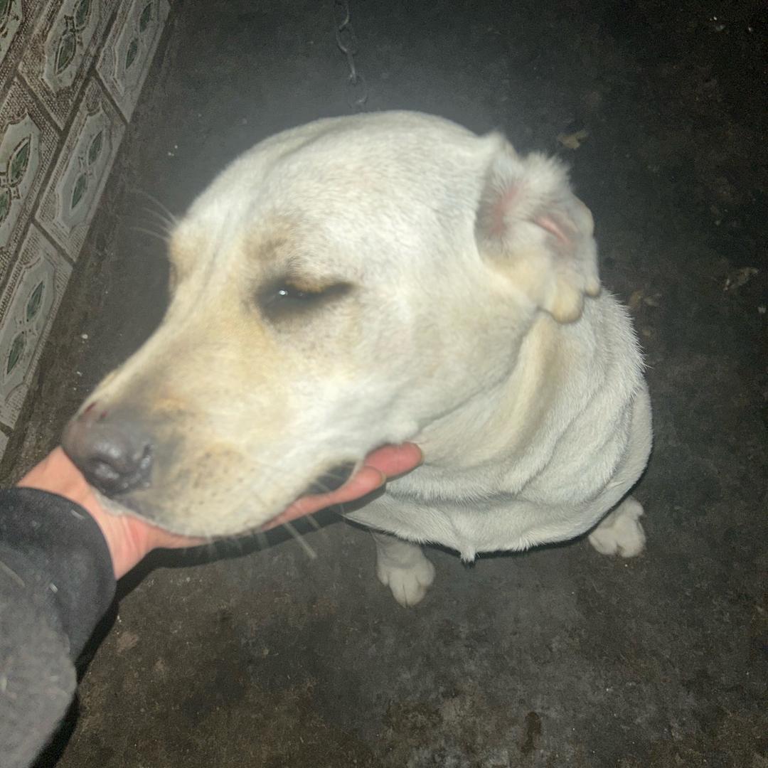 烟