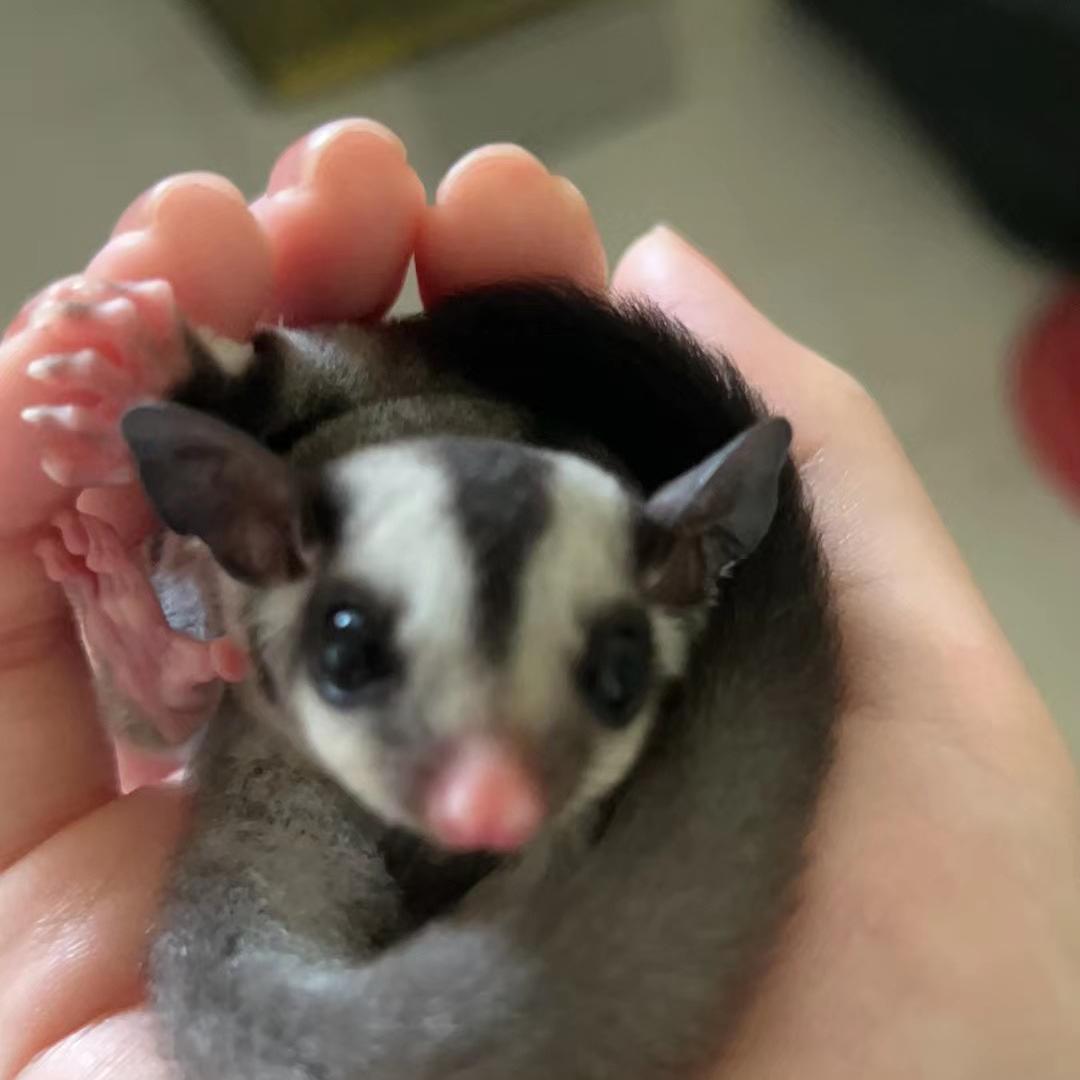 悦宣宠物