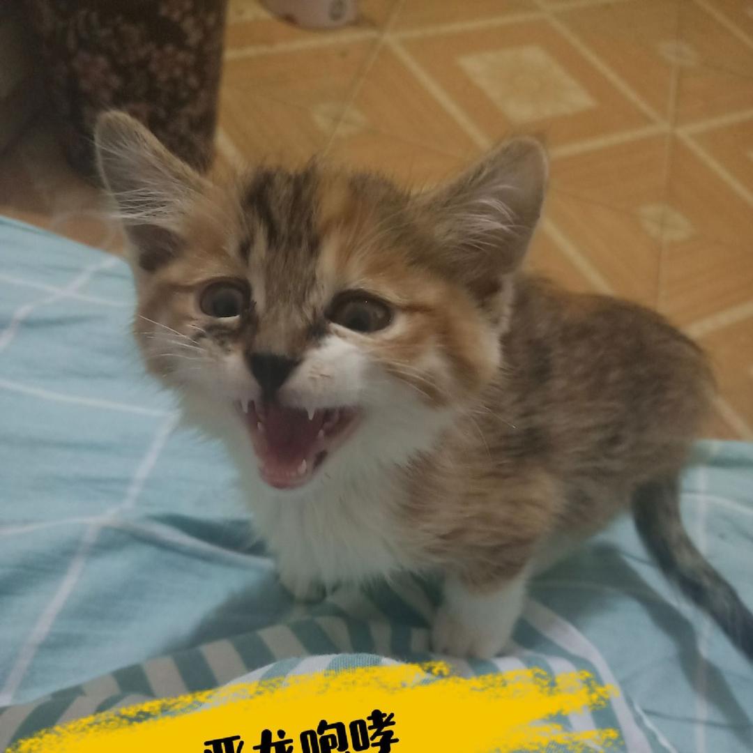 王大可