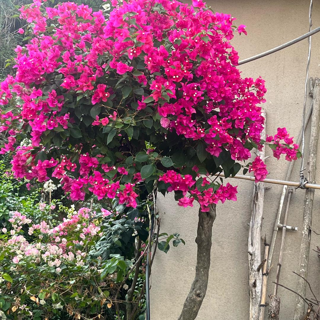 明天惠更好，爱养三角梅