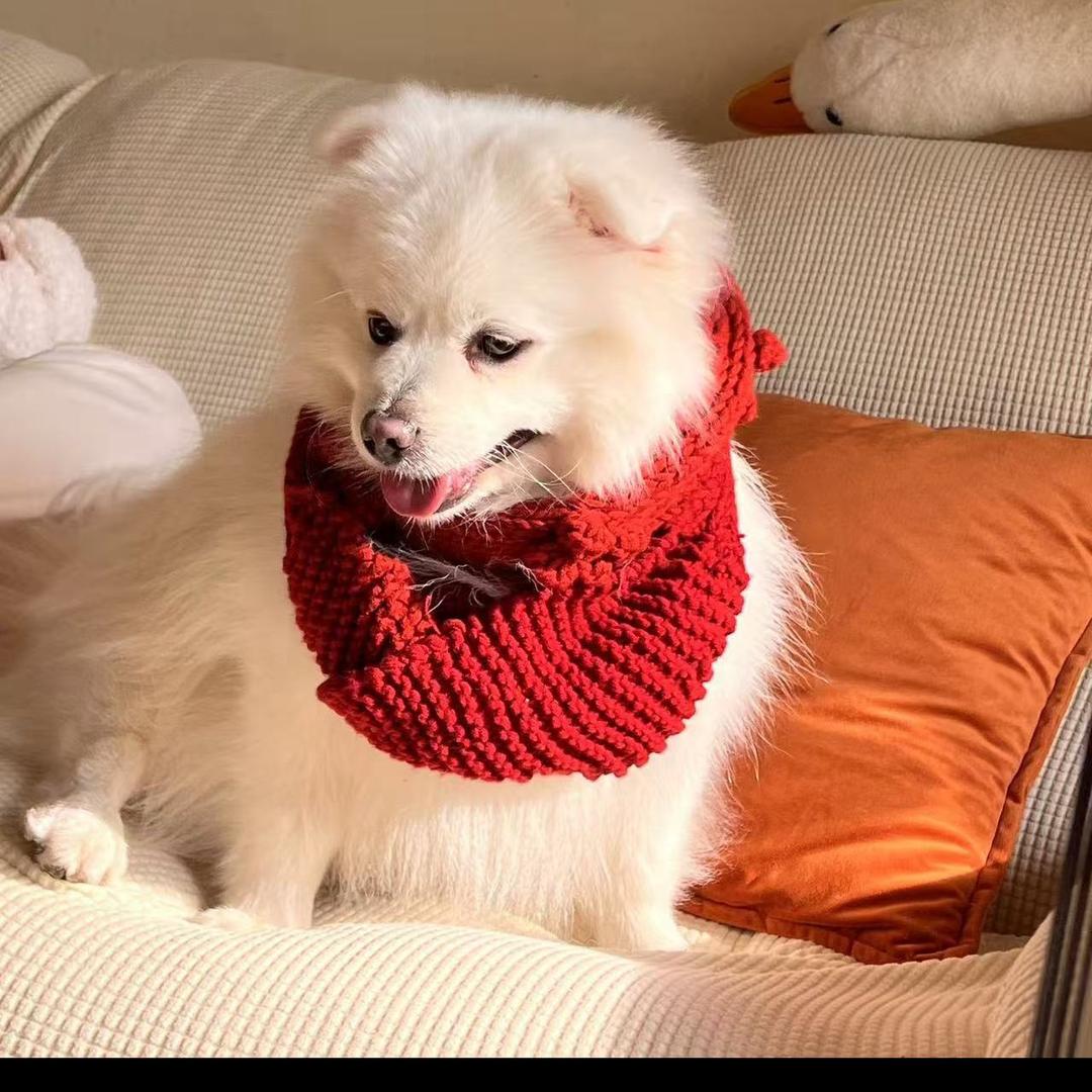 暴龙三七