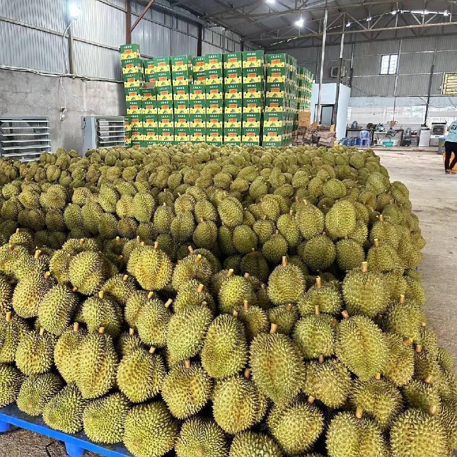 灵山菠萝蜜-印尼红