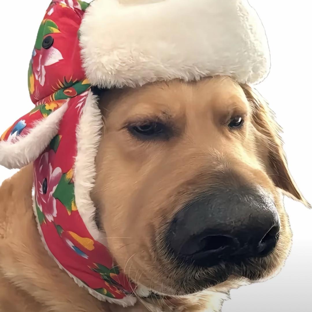 今天我在富士山