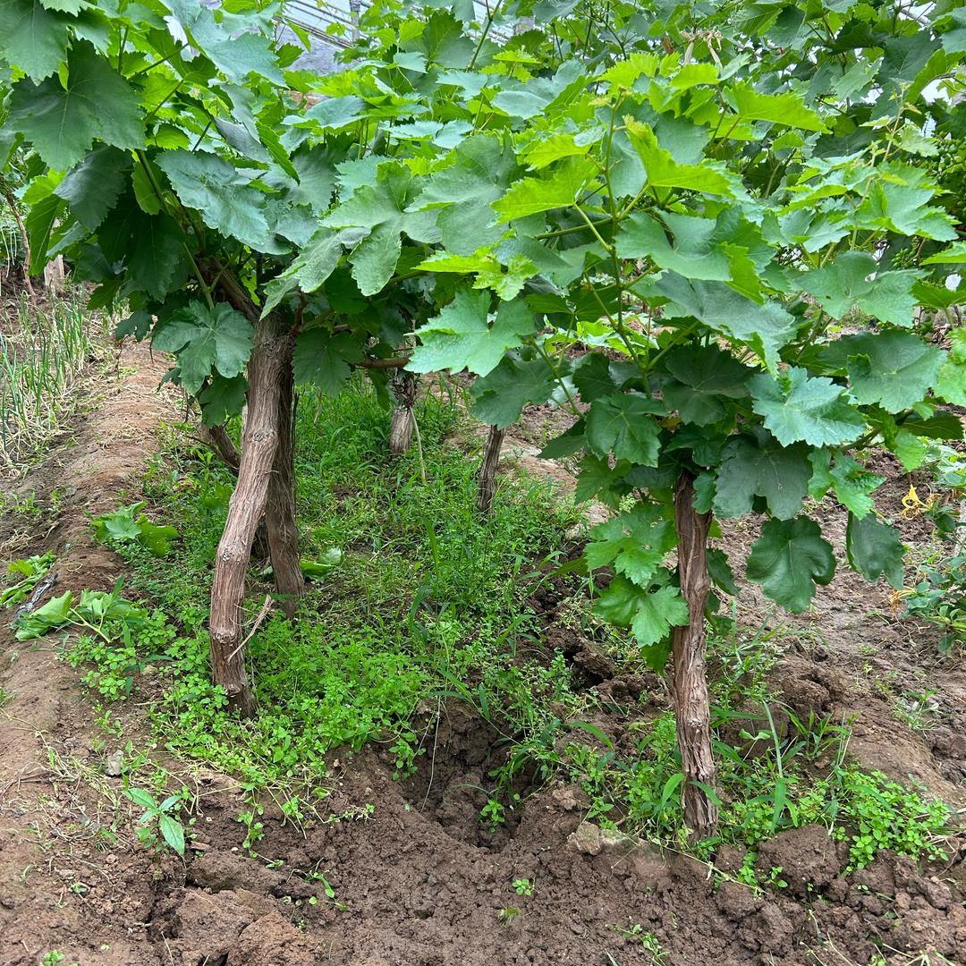 星爵霖蒙阳红果树苗木专卖店