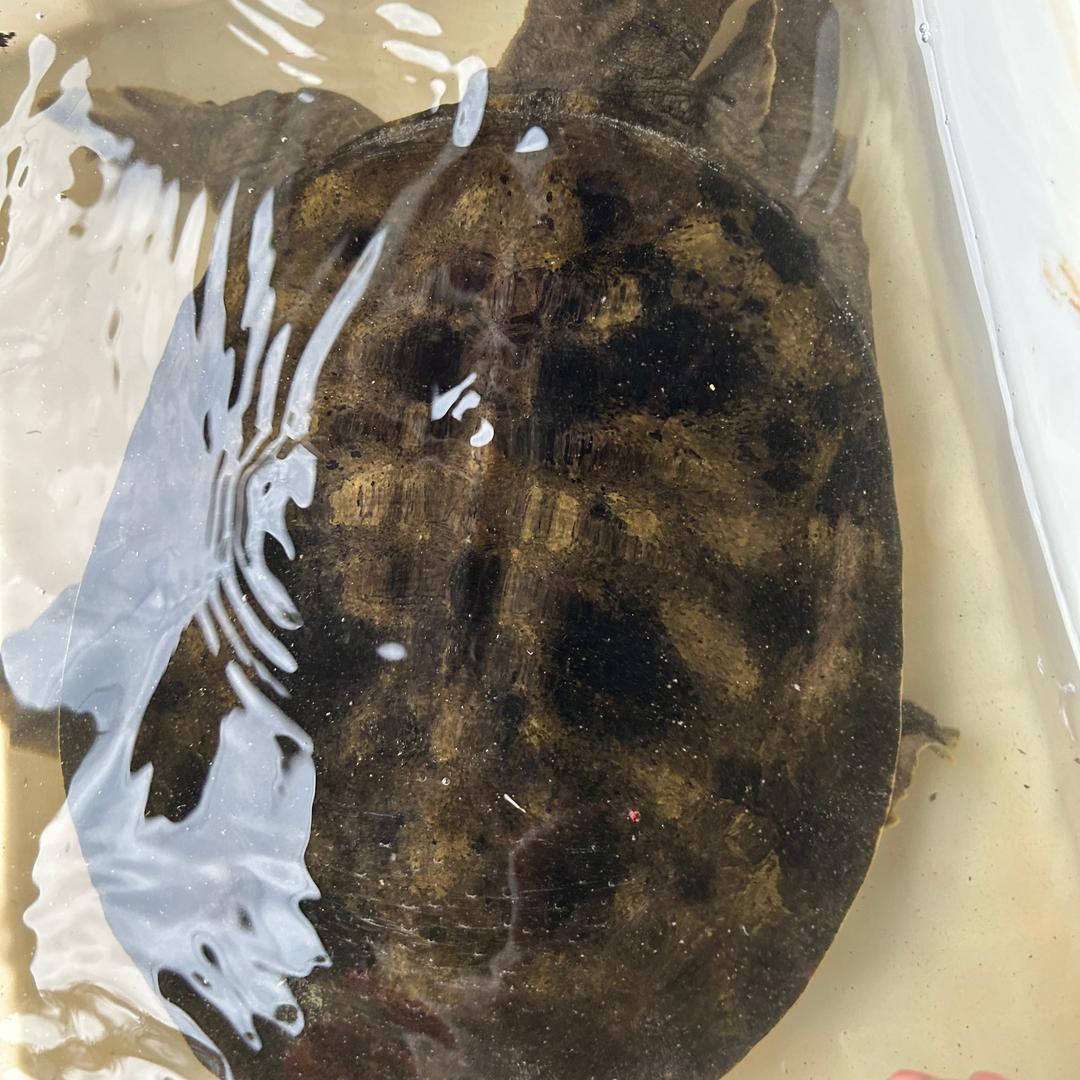 代阿五特种水产（摆摊进行中）