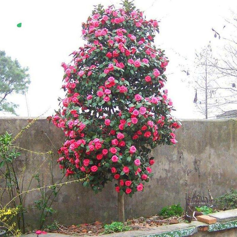 百合