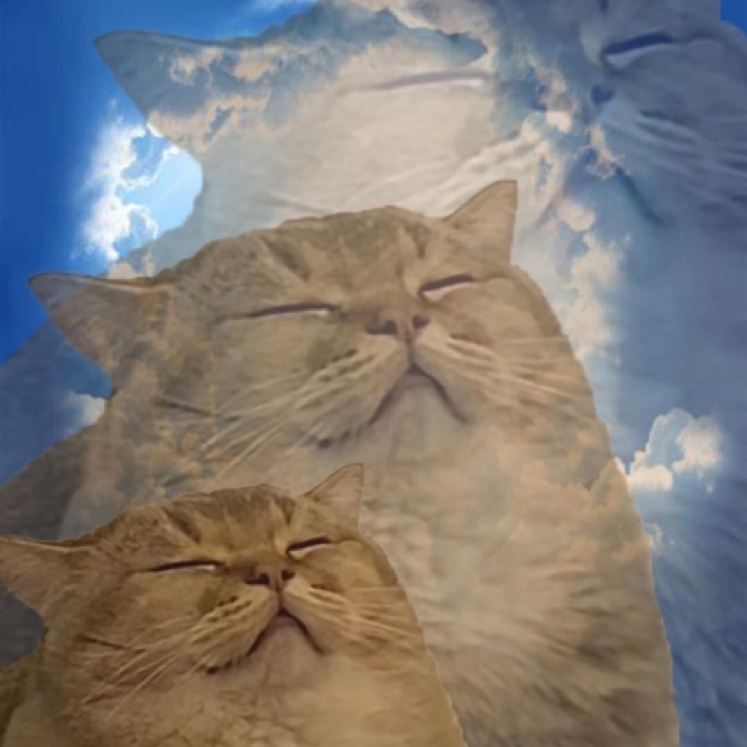 Bro