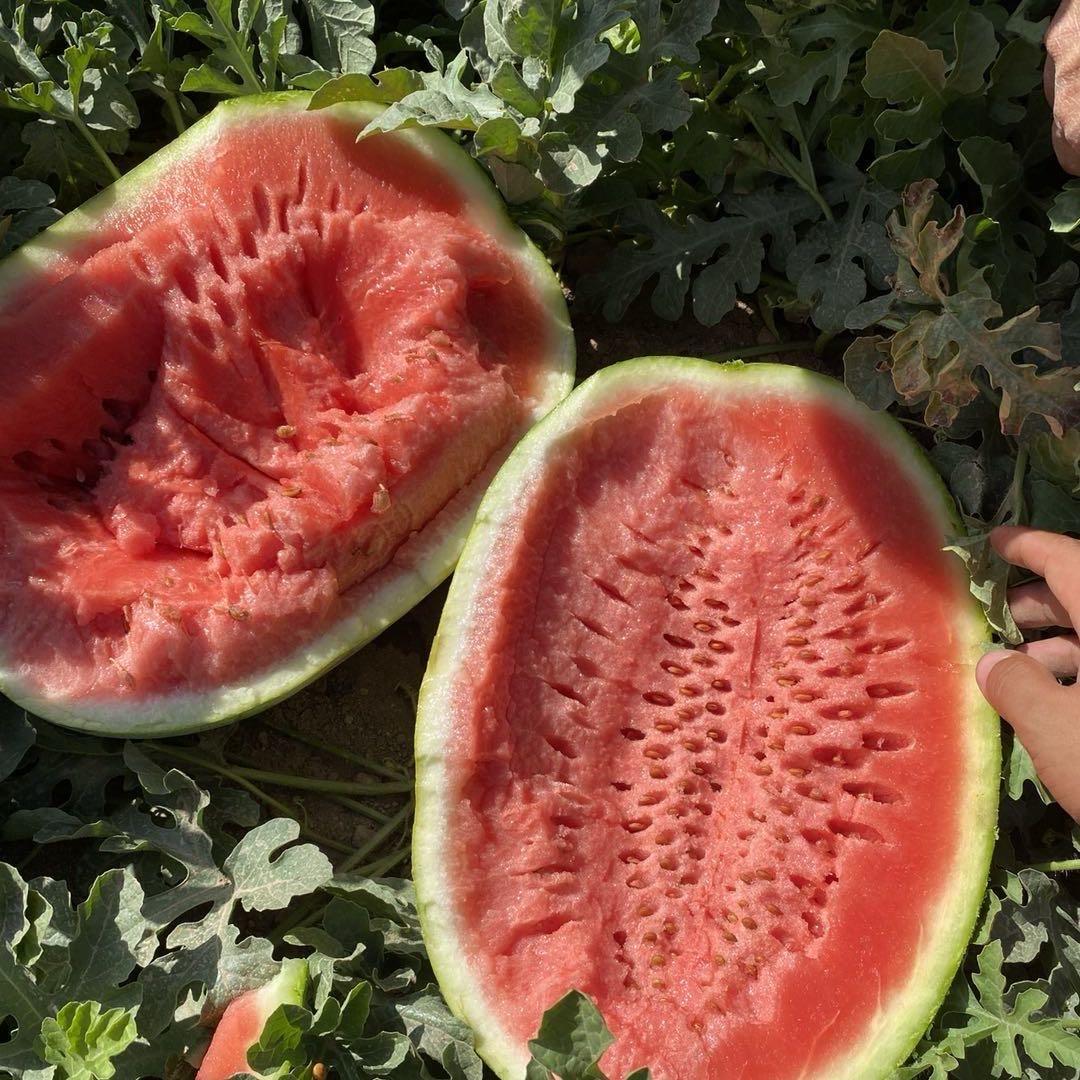 新疆西瓜🍉代办 许鹏飞