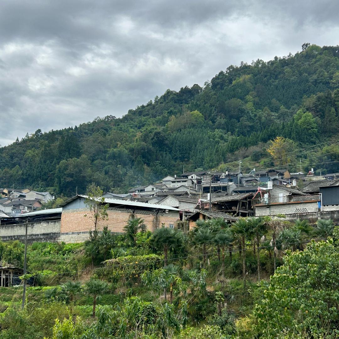 娟子收山货