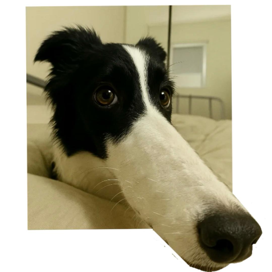 面包