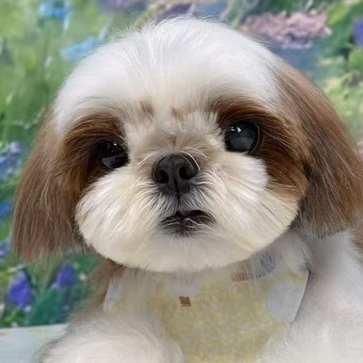 皮儿片儿
