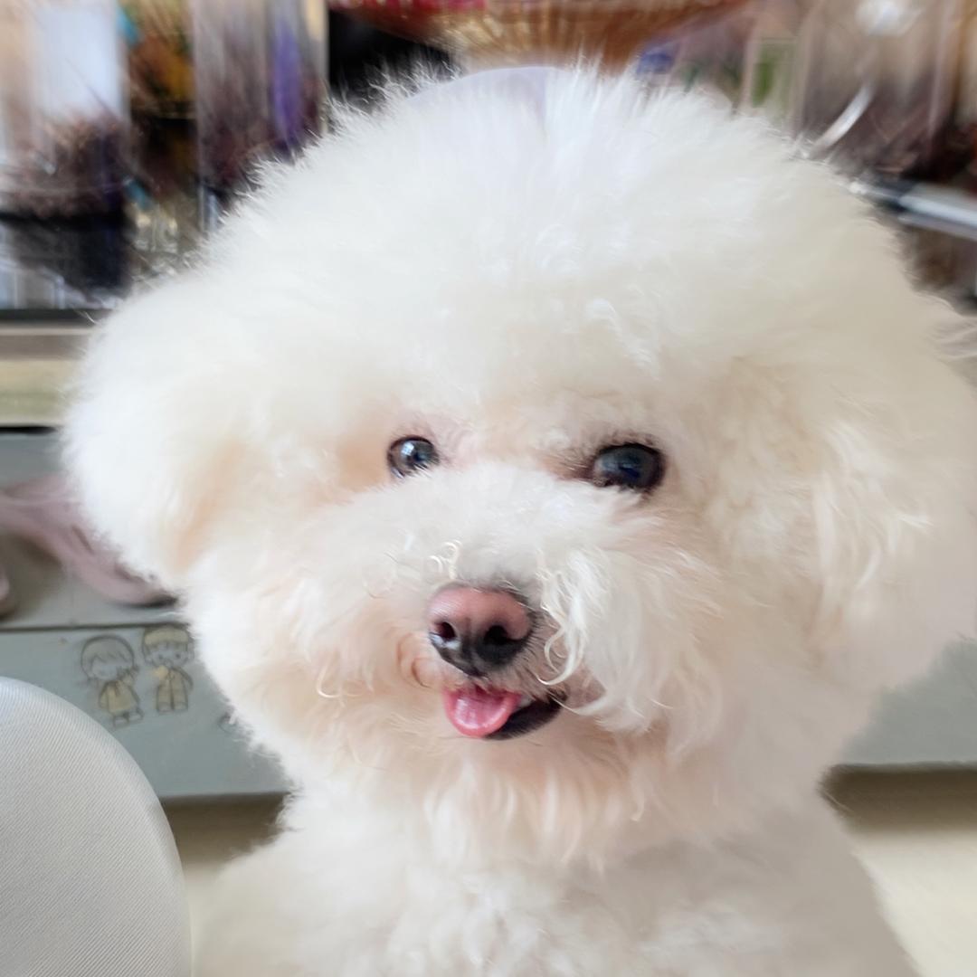 Lucky是只比熊