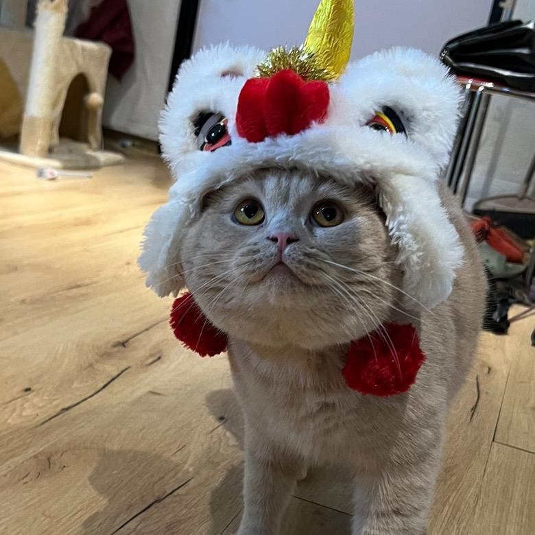Monkey是只猫