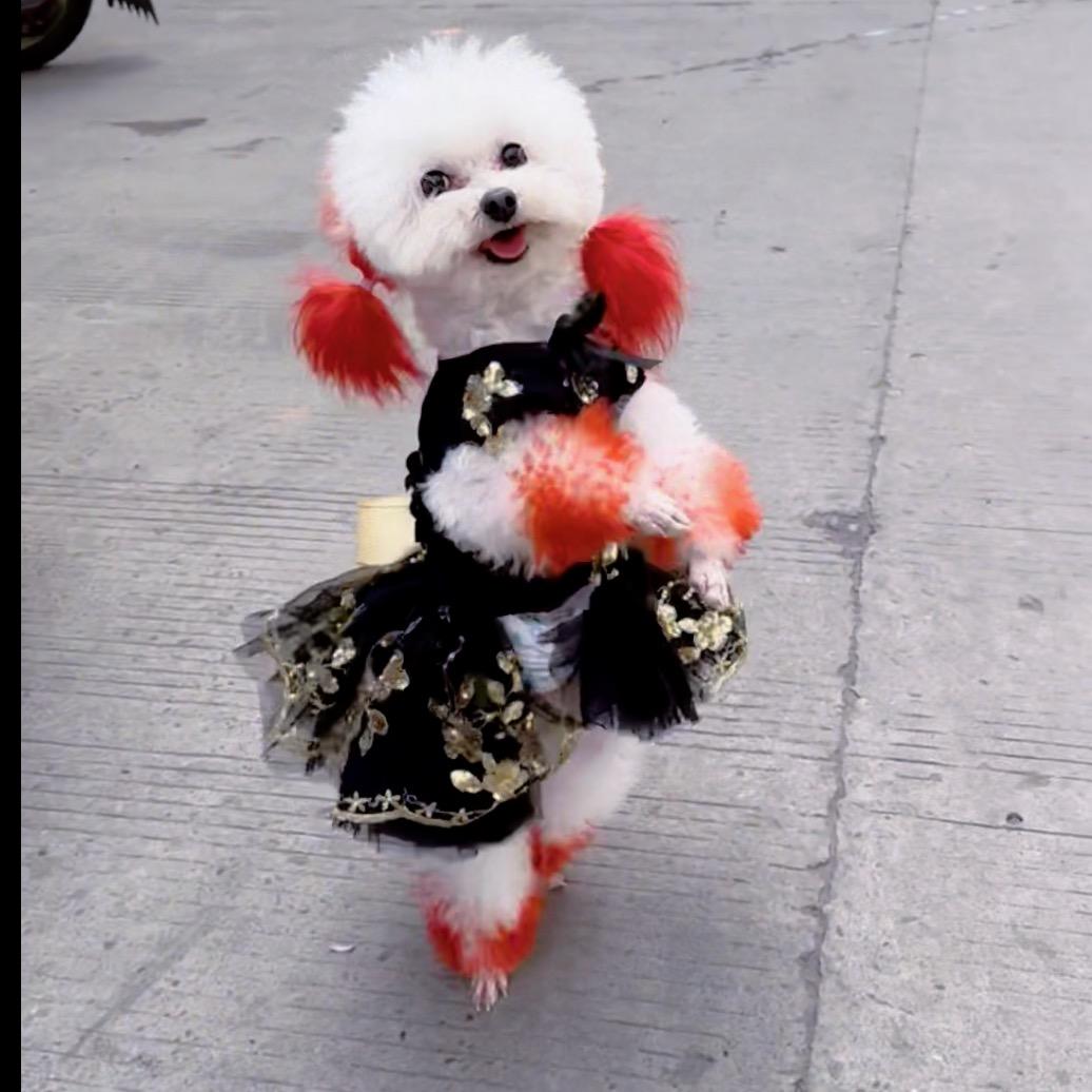 萌宠🐶多乐