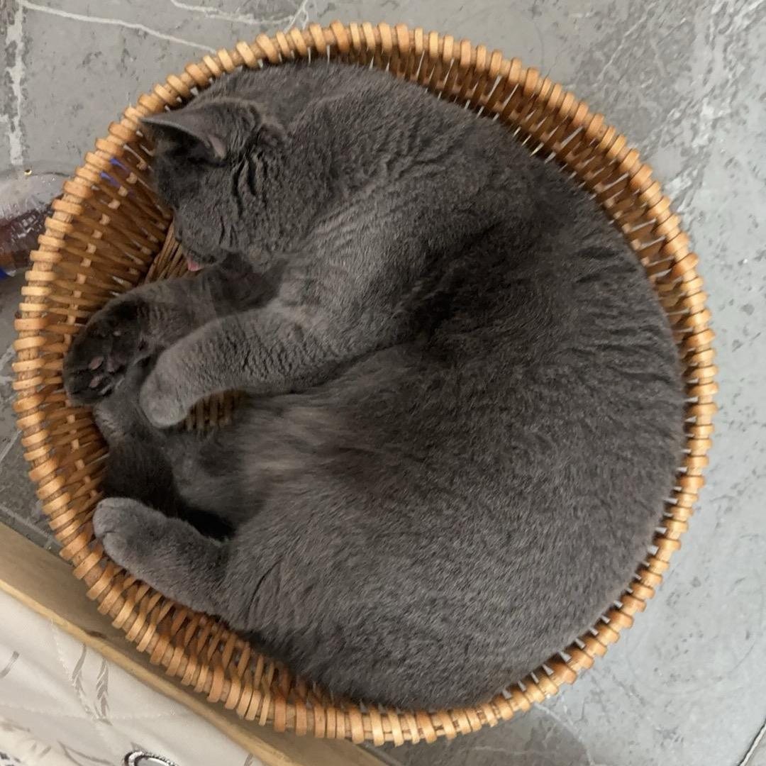 飞机崽崽