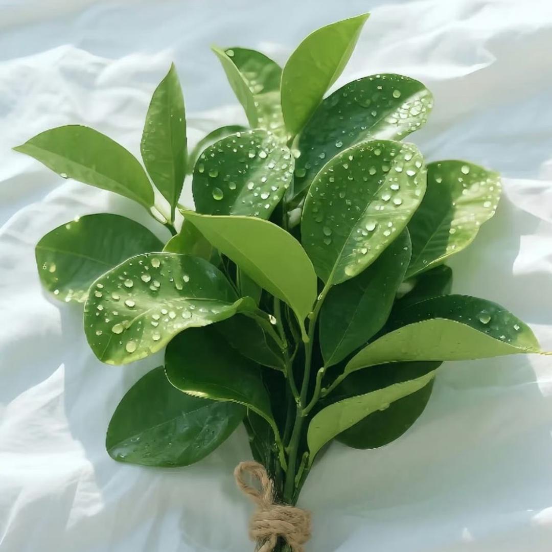 雪宝的生活分享