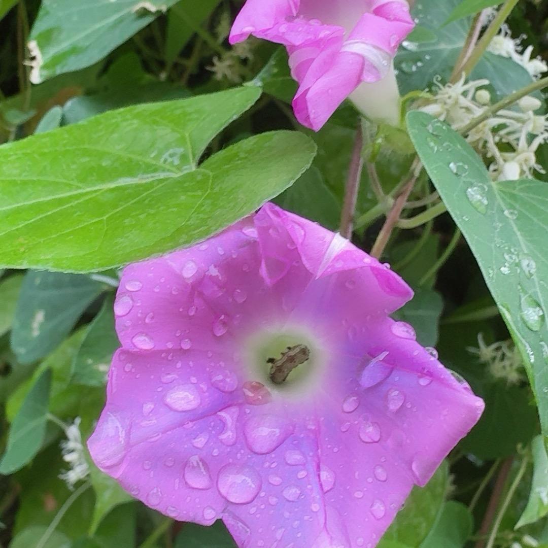 薰衣草