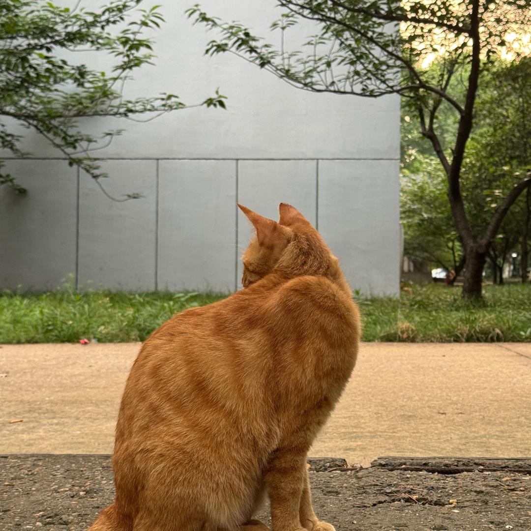 拓