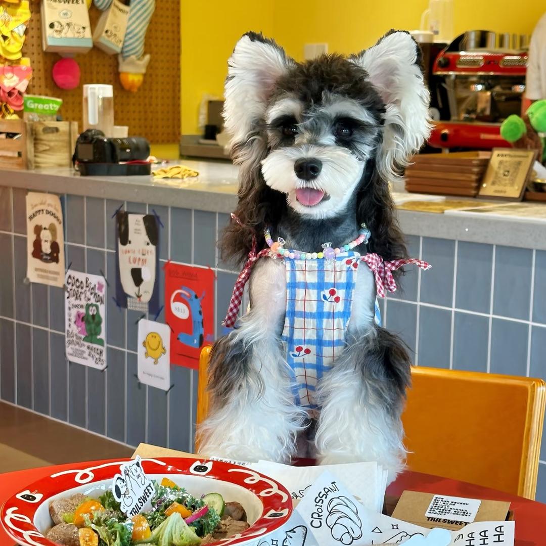 毛孩子宠物围栏、宠物周边