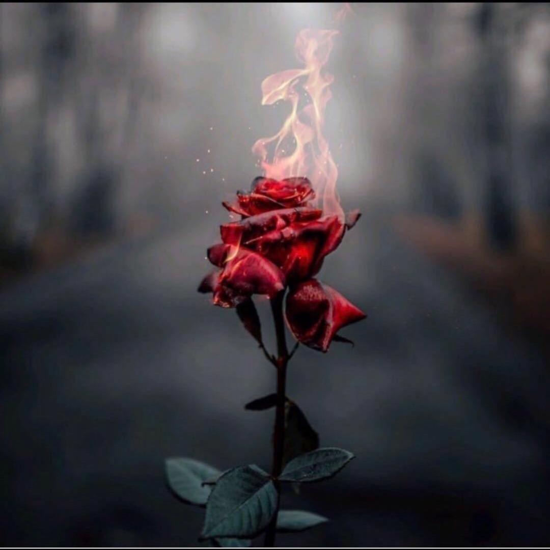 也许只有名字伴我到老