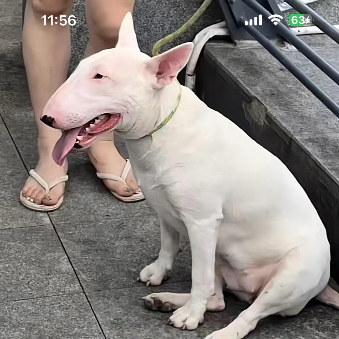叶老湿