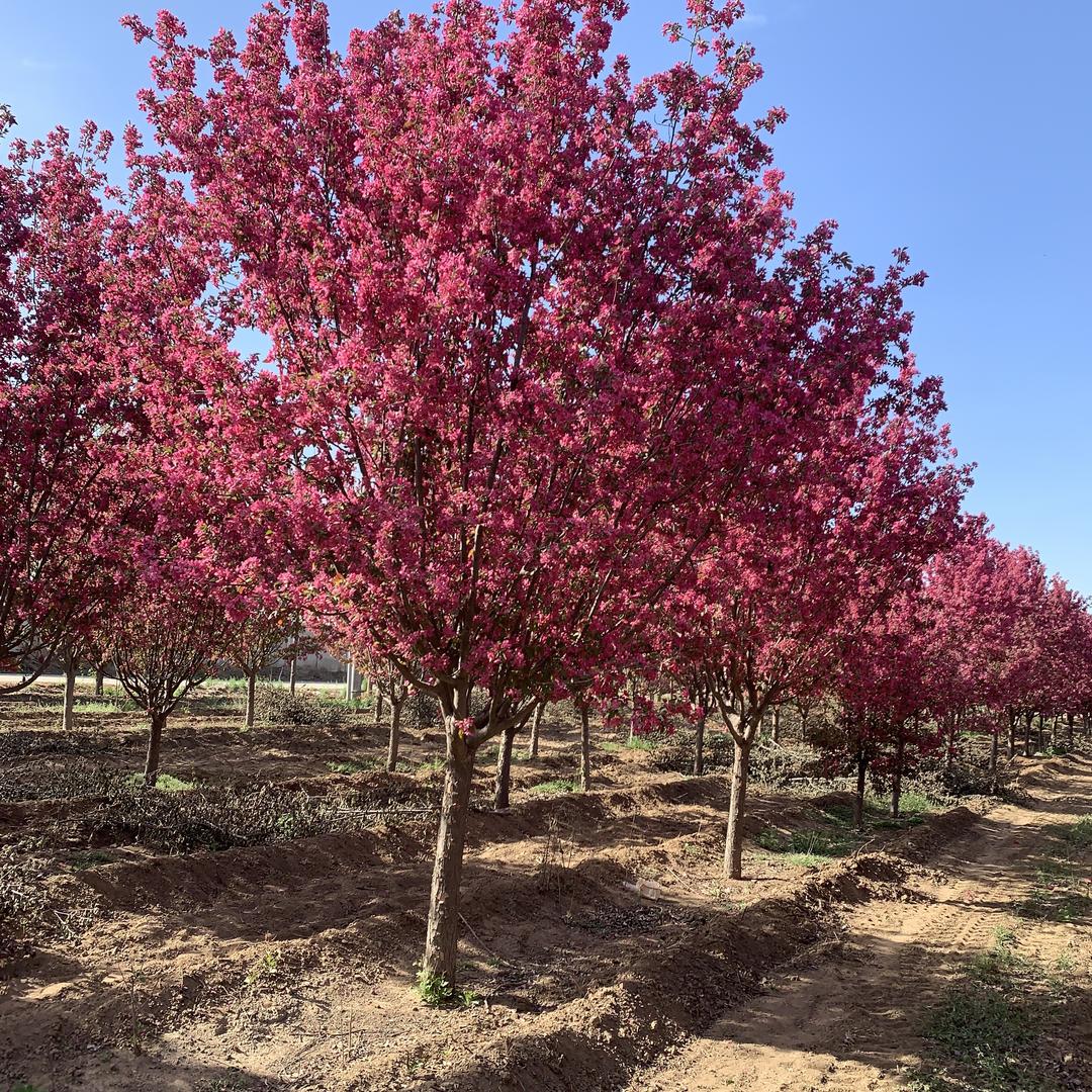 石家庄沃美园林