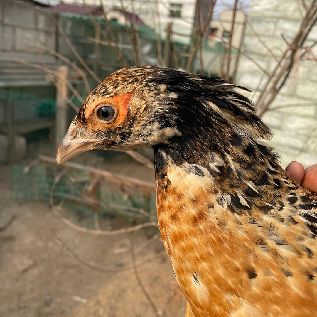 子子沐zz