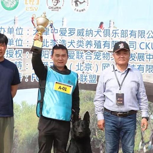 小王爱训犬