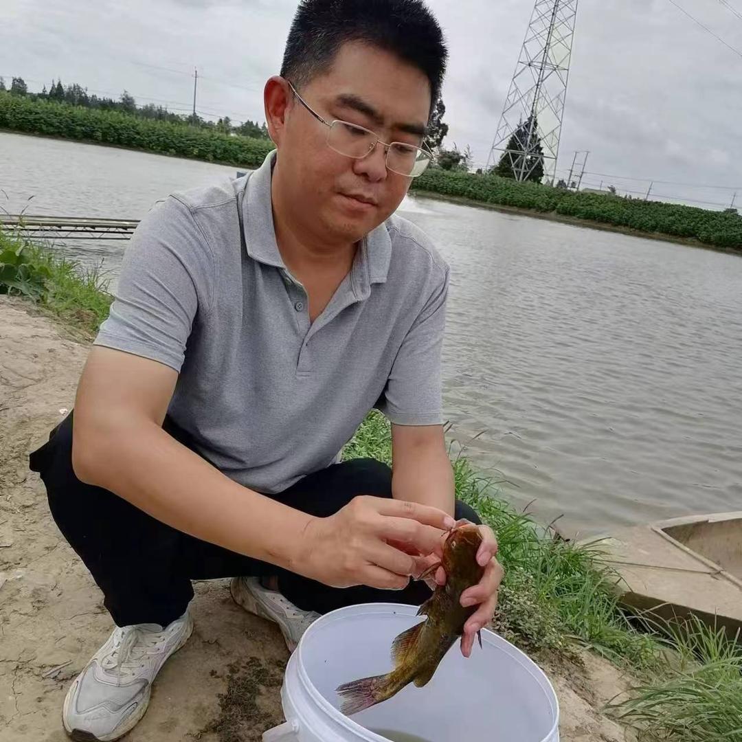 荆楚黄骨鱼