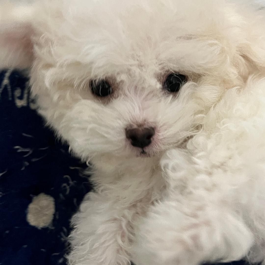 都来选宠物小铺