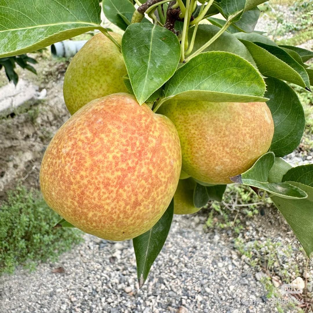 新疆香梨👍