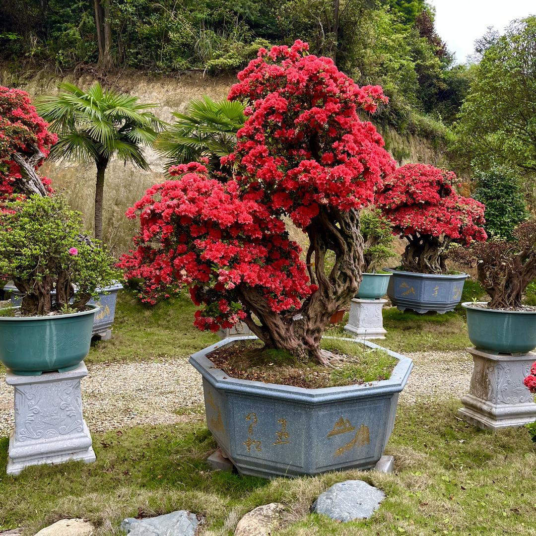 虎妞家的花